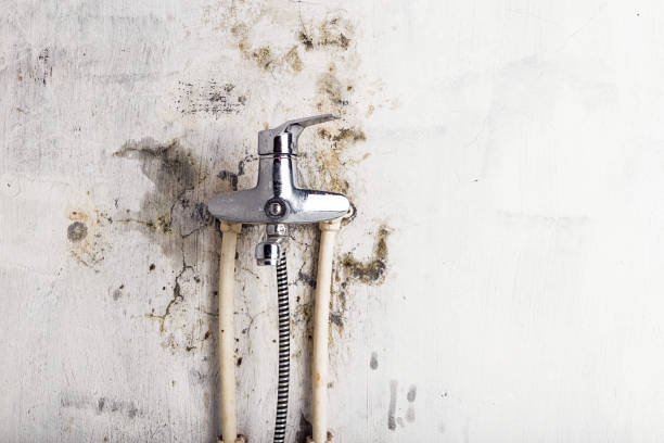 Best Industrial Mold Remediation in Woodside, PA