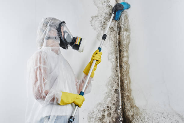 Best Black Mold Remediation in Woodside, PA