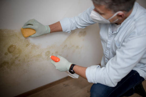 Best Bathroom Mold Remediation in Woodside, PA