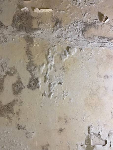 Woodside, PA Mold Remediation Company