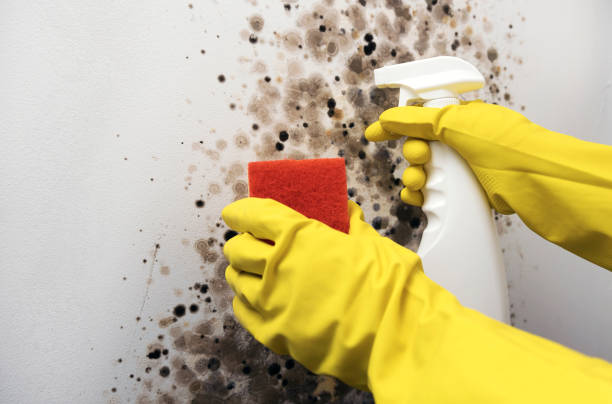 Best White Mold Remediation in Woodside, PA